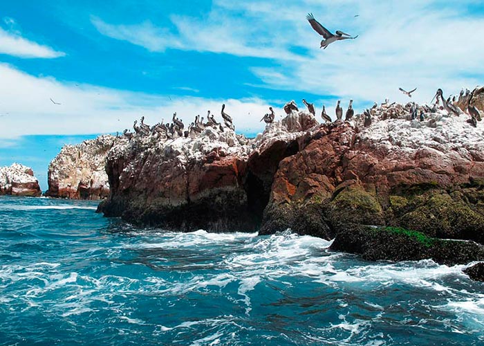Ballestas Island tour and Paracas National Reserve and ATV